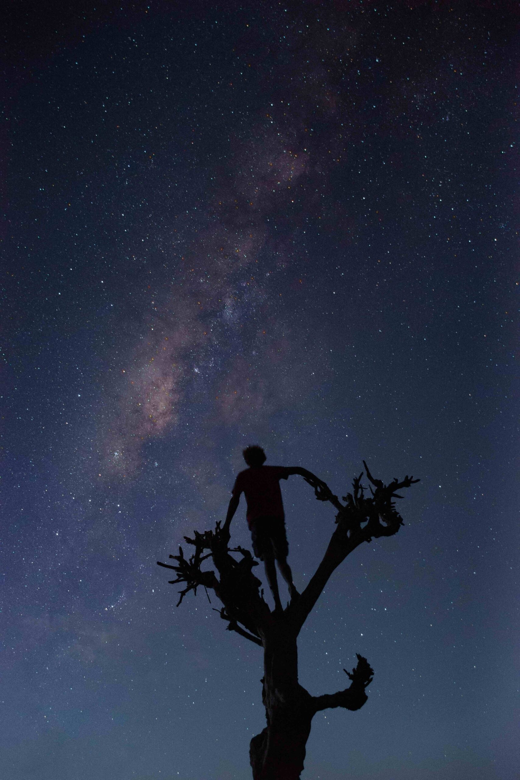 Night sky with the silhouette of a child, standing in tree