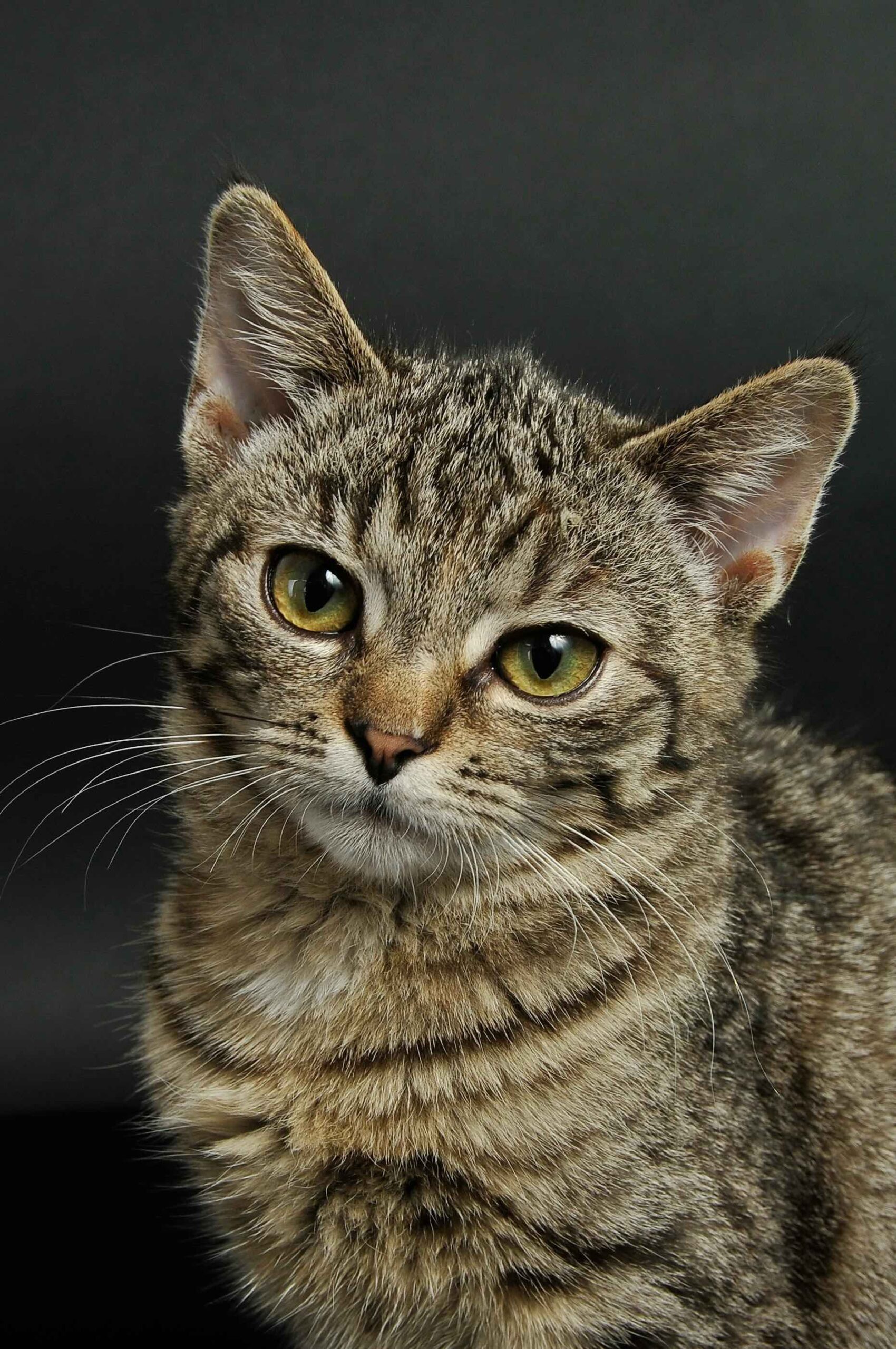 Brown and black cat over a gray background